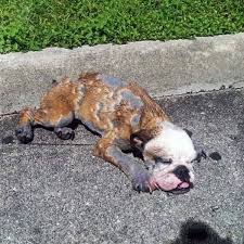 I'm also beautiful dog . But so far nobody has loved my ...