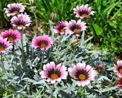 ガザニア　花の画像
