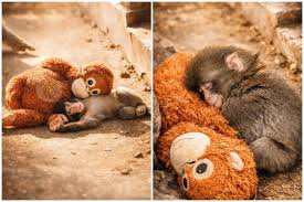 Обезьяна-сирота приняла игрушку за маму — и покорила ...