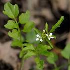 CARDAMINE FLEXUOSA WITH.