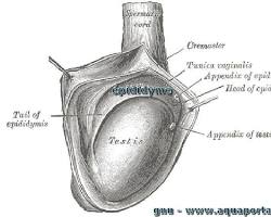 Image de Testicules humains