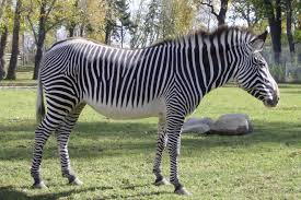 Résultat de recherche d'images pour "domesticated zebra"