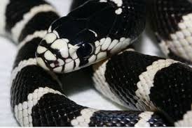 Image result for king snake