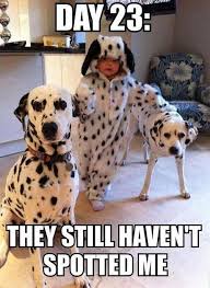Image result for funny pics of dogs