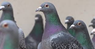The Pigeon Mafia: International criminal networks are stealing high-priced pigeons