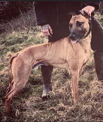 Working dogs of the world - Wheaten bull grey ridgeback 6 ...