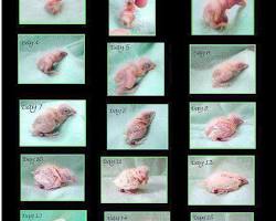 تصویر مراحل جوجه شدن قناری روز اول تا سوم