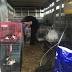 Nearly 200 animals rescued from northwest Ohio home