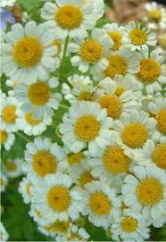 Image result for feverfew