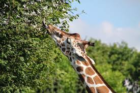 Śląskie ZOO otwarte przez cały długi weekend majowy. Od 1 maja dłuższe godziny zwiedzania