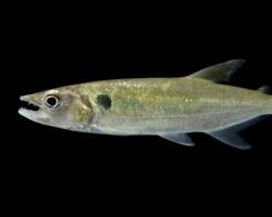 Agulhinha