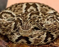 Jararaca