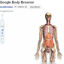Resultado de imagen para cuerpo humano