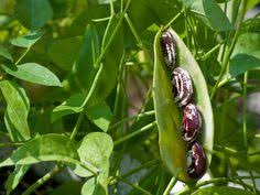 Αποτέλεσμα εικόνας για christmas lima bean growing