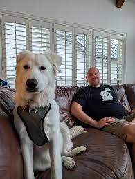 Just gonna google 'how do I train my great pyrenees to do ...