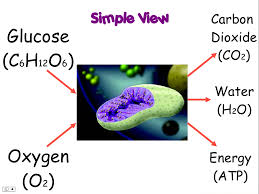 Image result for simple cellular respiration diagram