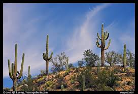 Image result for saguaro cactus