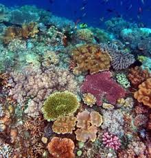 Image result for organisms and their environment