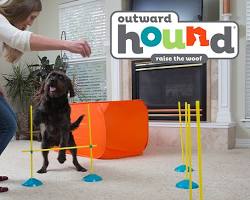 Image of indoor obstacle course for pets