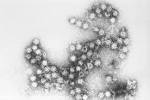 Coxsackie virus com