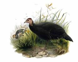 Image of Ayam Mutiara Black (Agelastes niger)