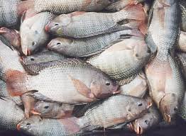 Image result for wikipedia ikan talapia