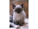 Siamois chat, chaton : annonces chats et chatons donner ou adopter