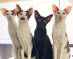 スレンダーなオリエンタル catの画像