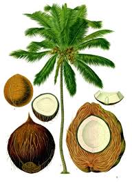 Image result for free images of coconuts and oil