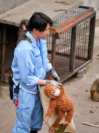 ทั่วโลกหยุดเลื่อนฟีดเมื่อเห็นภาพของ Punch ลูกลิงสายพันธุ์ ...