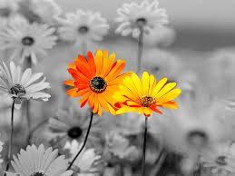 Image result for orange flowers images