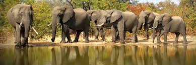 Image result for elephants