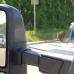  Baboons escape from medical testing lab then sprint to freedom