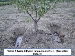 Résultat de recherche d'images pour "burying fig trees"