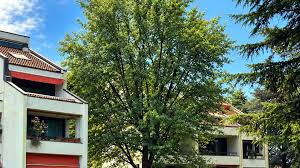 Trend Google: albero