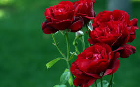 Image result for red and green flowers