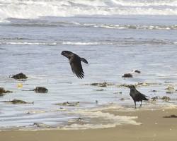 Image of Crows on a beach