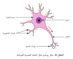 صورة الخلايا العصبية الموصلة