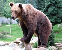 Image of Bear