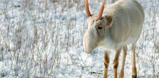Résultat de recherche d'images pour "saiga antelope"