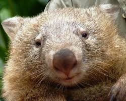 Image result for wombat