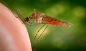 Promising Results: Injectable ‘Chemical Vaccine’ for Malaria Using Atovaquone, Supported by Johns Hopkins Study