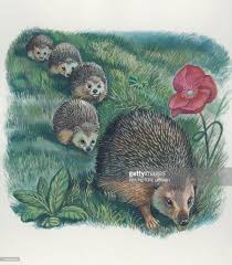Résultat de recherche d'images pour "row of hedgehogs"