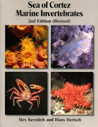 Why I like Nudibranchs by Hans Bertsch - Sea%20of%20Cortez%20Marine%20Invertebrates