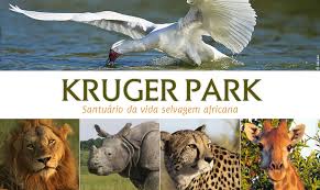 Resultado de imagen de parque nacional kruger