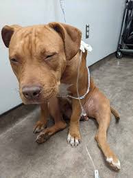 American bully mix adoption available