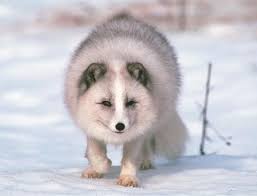 images?q=tbn:ANd9GcR6qkJUVW5rHktV-scXk6W