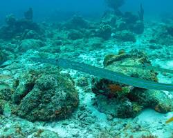 Peixe-Flauta