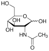 N acetyl d glucosamine