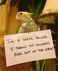 pictures of 2 parrots talking back to ocd